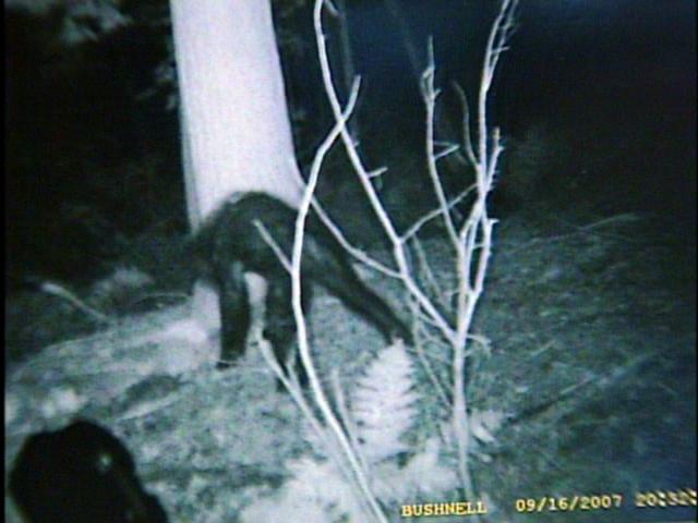 3_creature_med1