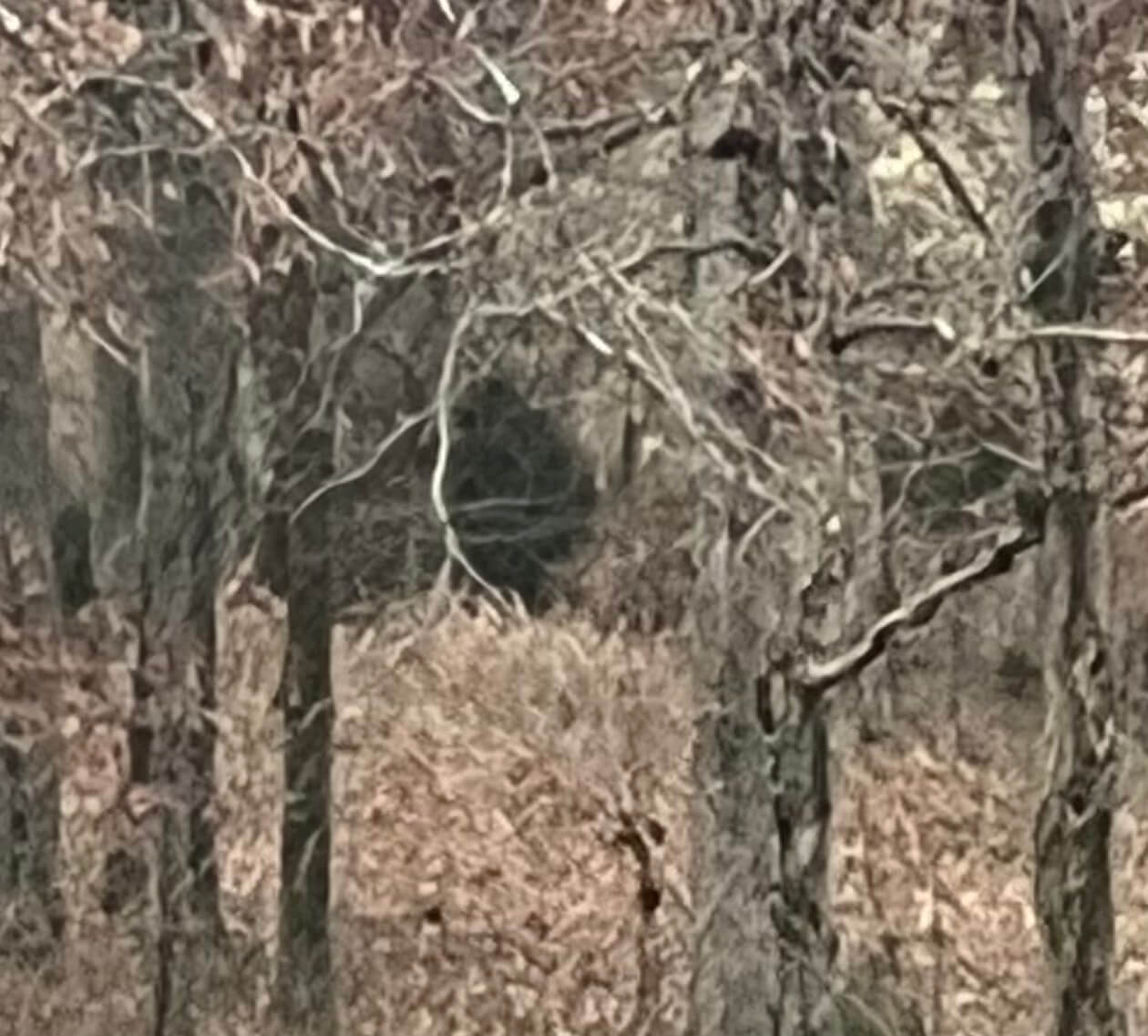 BN] Chronicles: Looking back at Western New York Bigfoot sightings