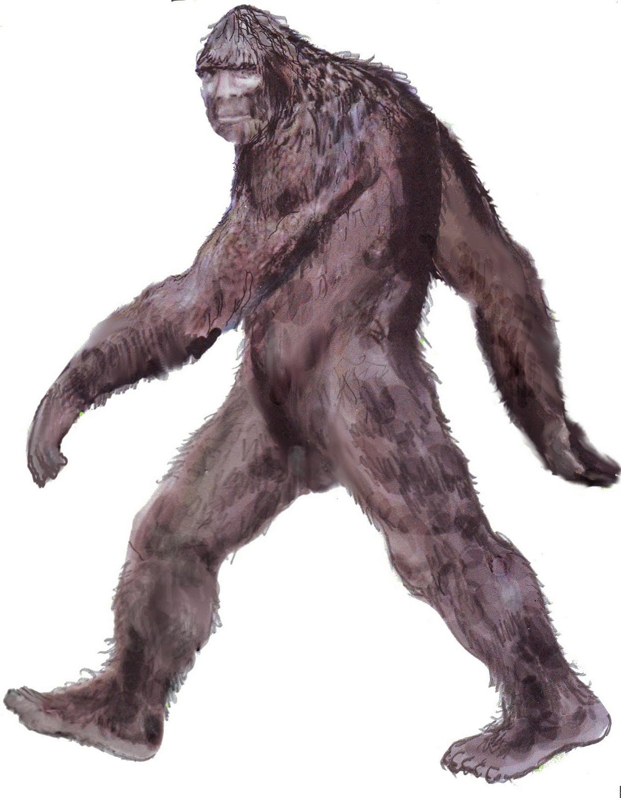 sasquatch drawing 4