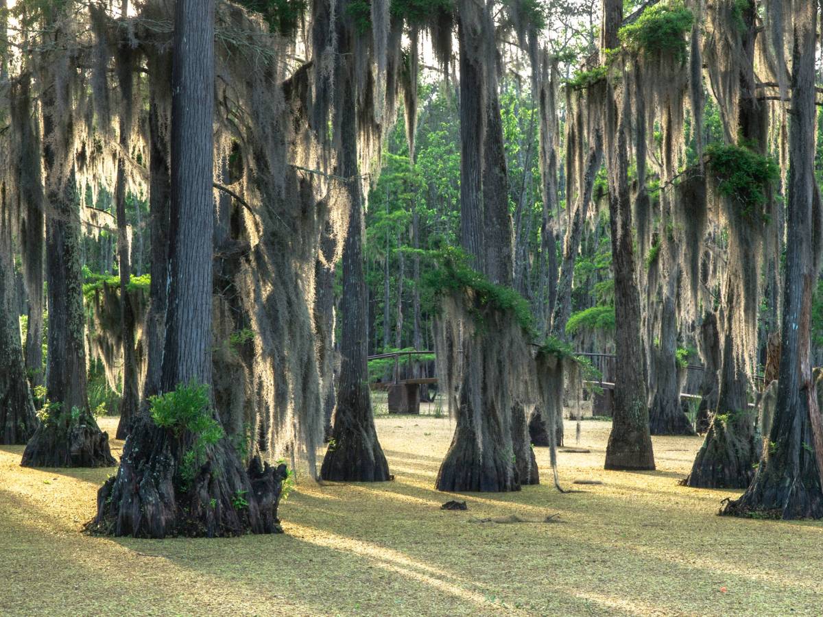 Top 10 places to look for Sasquatch Sasquatch Chronicles