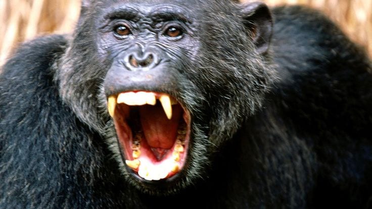 chimpanzee face ripping