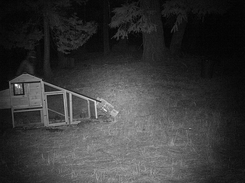 Bigfoot Captured on TrailCam? Sasquatch Chronicles