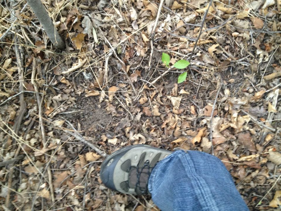 A very strange experience - Sasquatch Chronicles