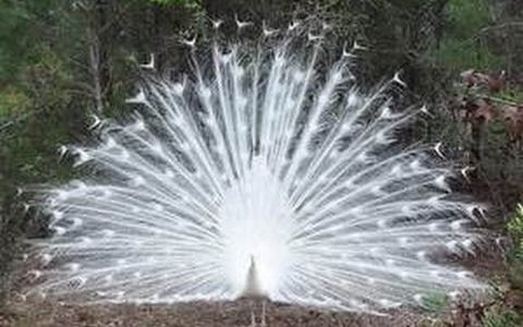 9 Most Beautiful Albino Animals - Sasquatch Chronicles