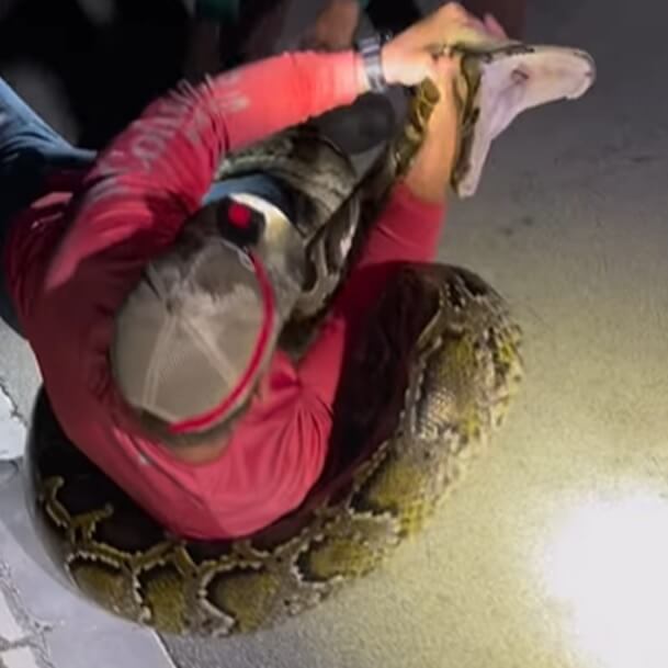 Hunter Wrestling With Largest Python Ever Found In Florida Sasquatch Chronicles